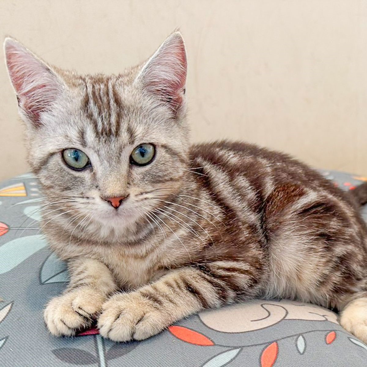 大人気「キャットカフェ・モフ」が パールリッジセンターにオープン スマートリップ・ハワイ